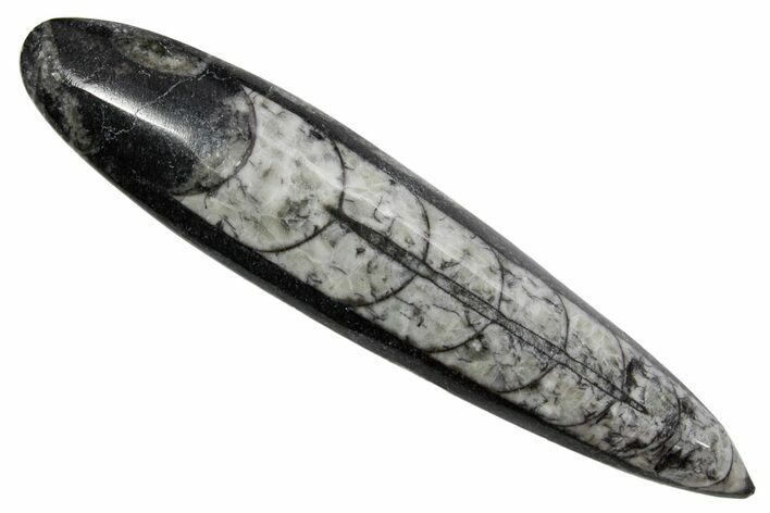 Polished Fossil Orthoceras (Cephalopod) - Morocco #363842